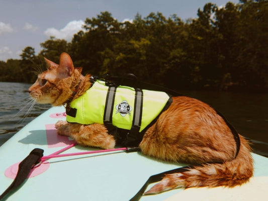 Feline Friendly