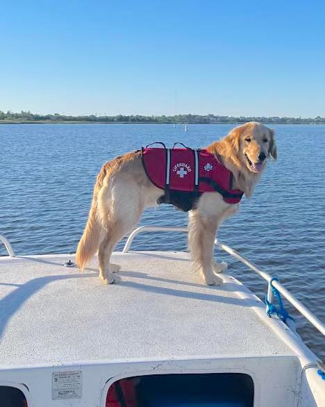 Rocky the Golden Retriever was found alive wearing his red lifeguard Paws Aboard dog life jacket. Rocky is shown here in his lifejacket on a boat deck on water with a far horizon and blue sky in the background.