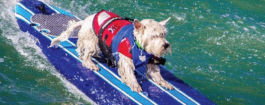 World Dog Surfing Championships