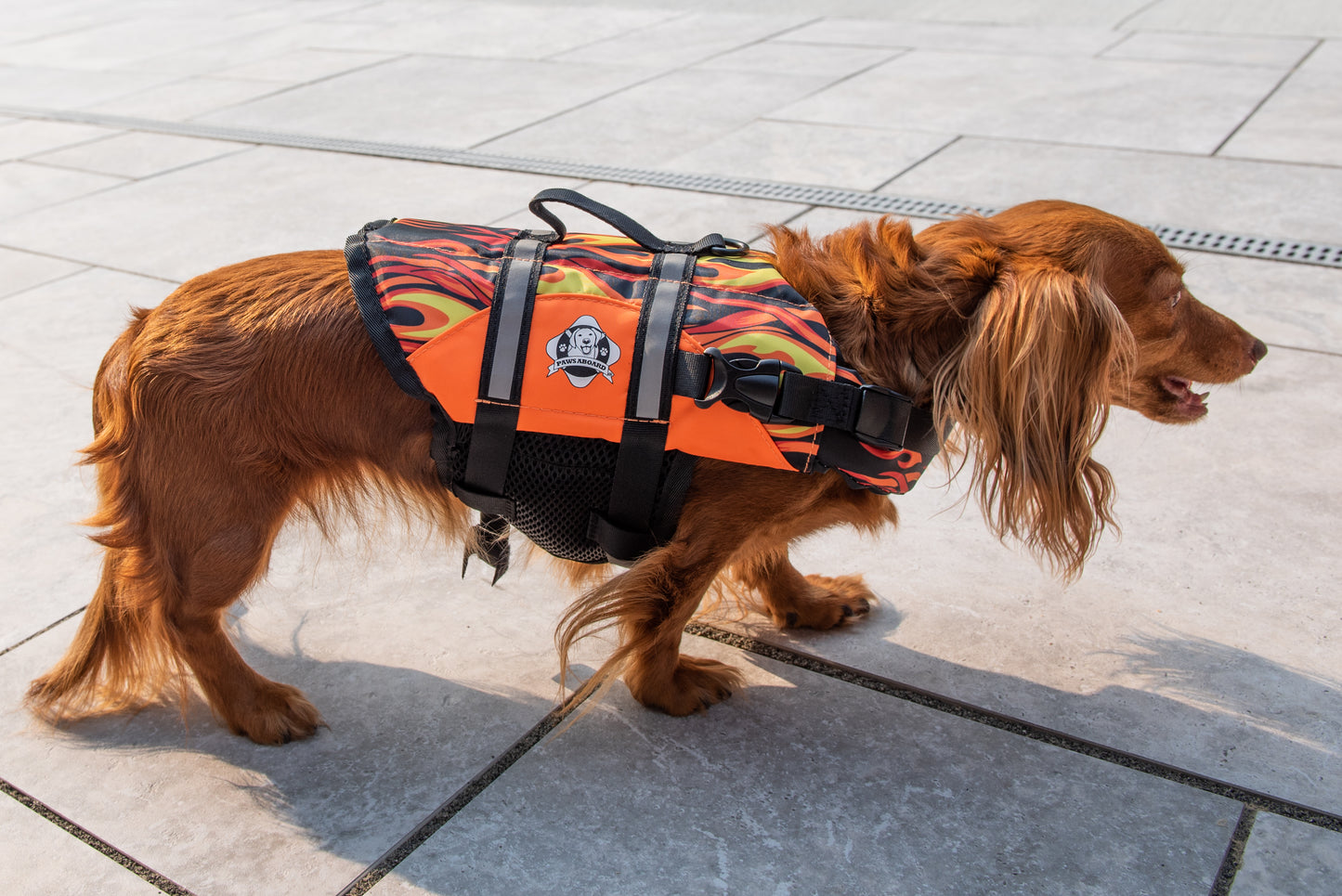 Long haired Dachshund near swimming pool while wearing a brightly colored Paws Aboard racing flames dog life jacket with breathable mesh underbelly, reflective straps for high visibility, leash clip, and a top handle. Featuring Paws Aboard logo.