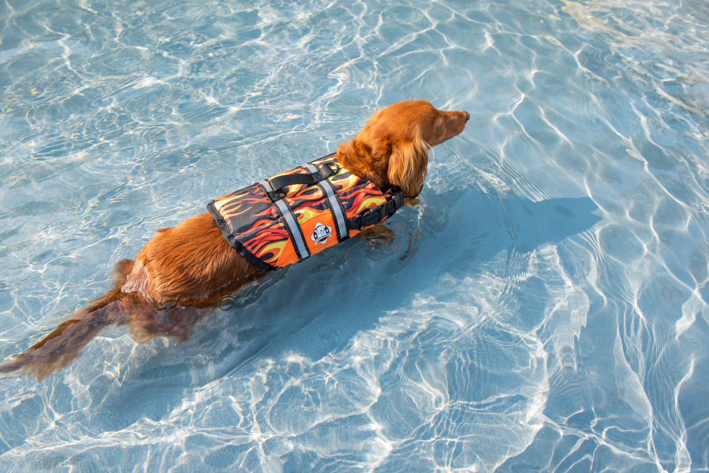 Long haired Dachshund dog swimming in swimming pool while wearing a brightly colored Paws Aboard racing flames dog life jacket with breathable mesh underbelly, reflective straps for high visibility, leash clip, and a top handle. Featuring Paws Aboard logo.