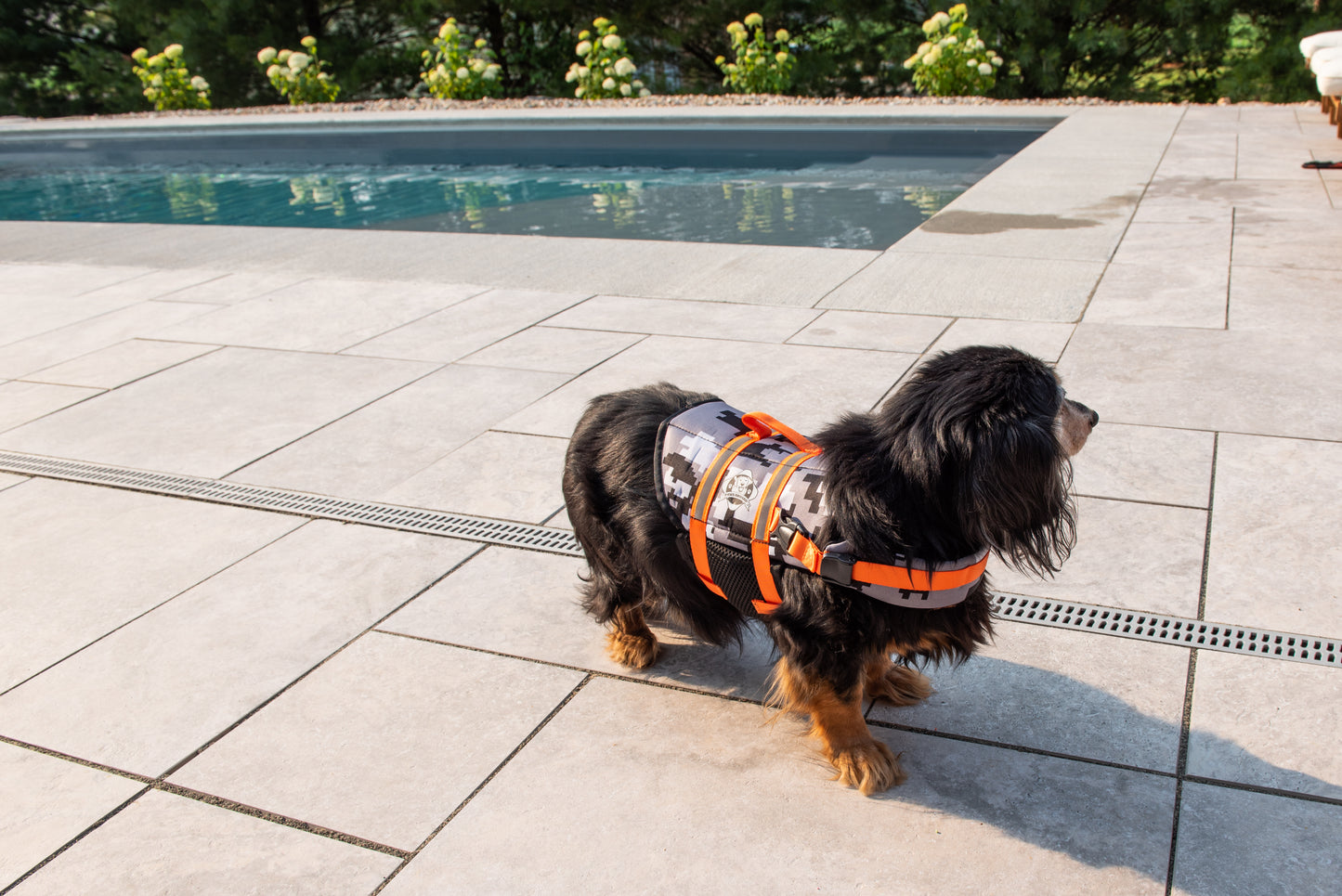 Black long-haired dachshund dog at edge of swimming pool wearing a black and grey digital camouflage dog life jacket with neon orange reflective straps and rescue handle.