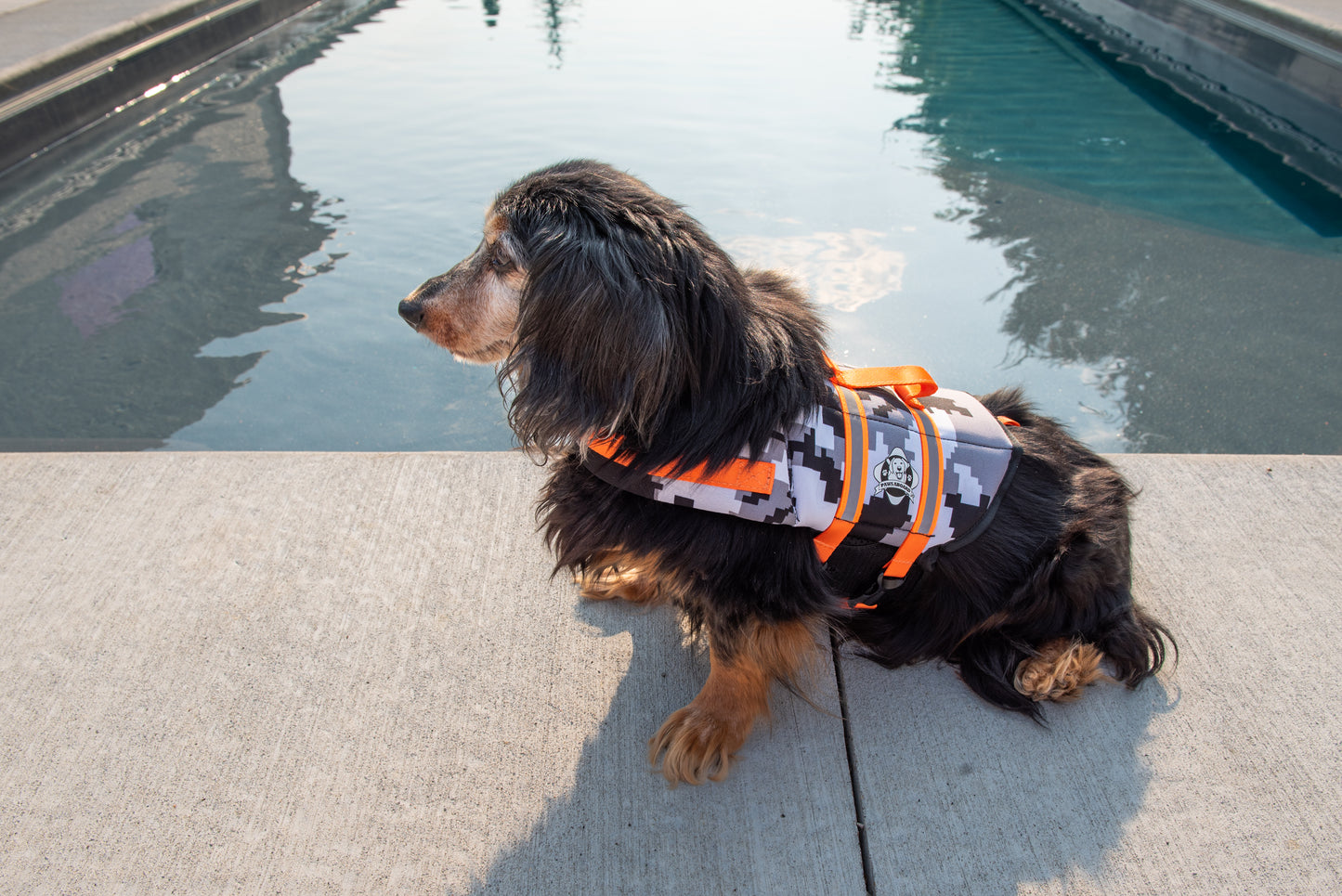 Black long-haired dachshund dog at edge of swimming pool wearing a black and grey digital camouflage dog life jacket with neon orange reflective straps and rescue handle.