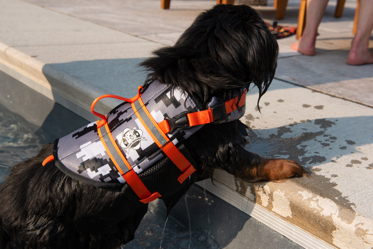 Black long-haired dachshund wearing a black and grey digital camouflage dog life jacket with neon orange reflective straps and rescue handle. Dog stands in shallow end of in-ground swimming pool with his front paws on pool's edge.