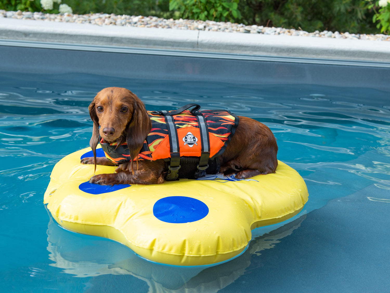 Wet long haired dachshund wearing a racing flames dog life jacket resting on a yellow and blue paw-shaped dog float in a blue in-ground swimming pool.