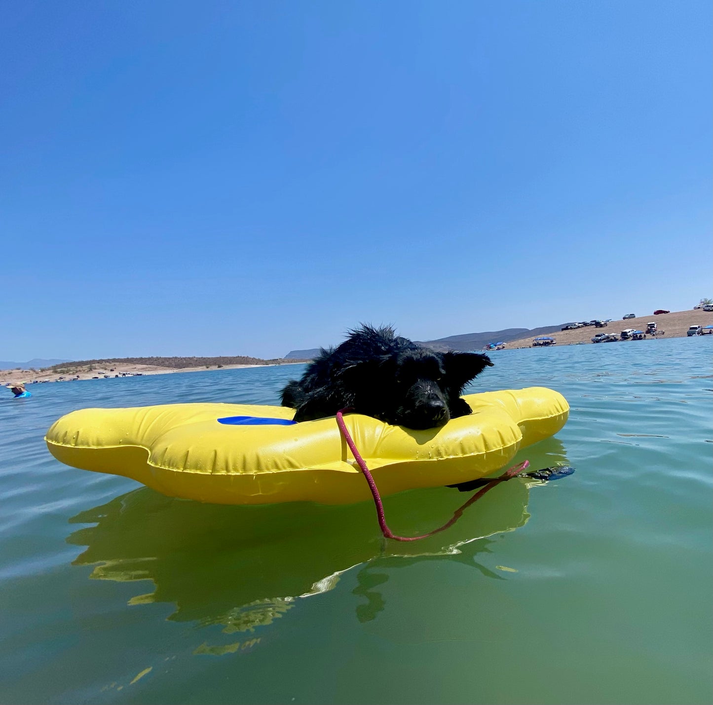 Black dog relaxing on yellow paw print shaped dog float on large lake with bright blue sky and sandy horizon.