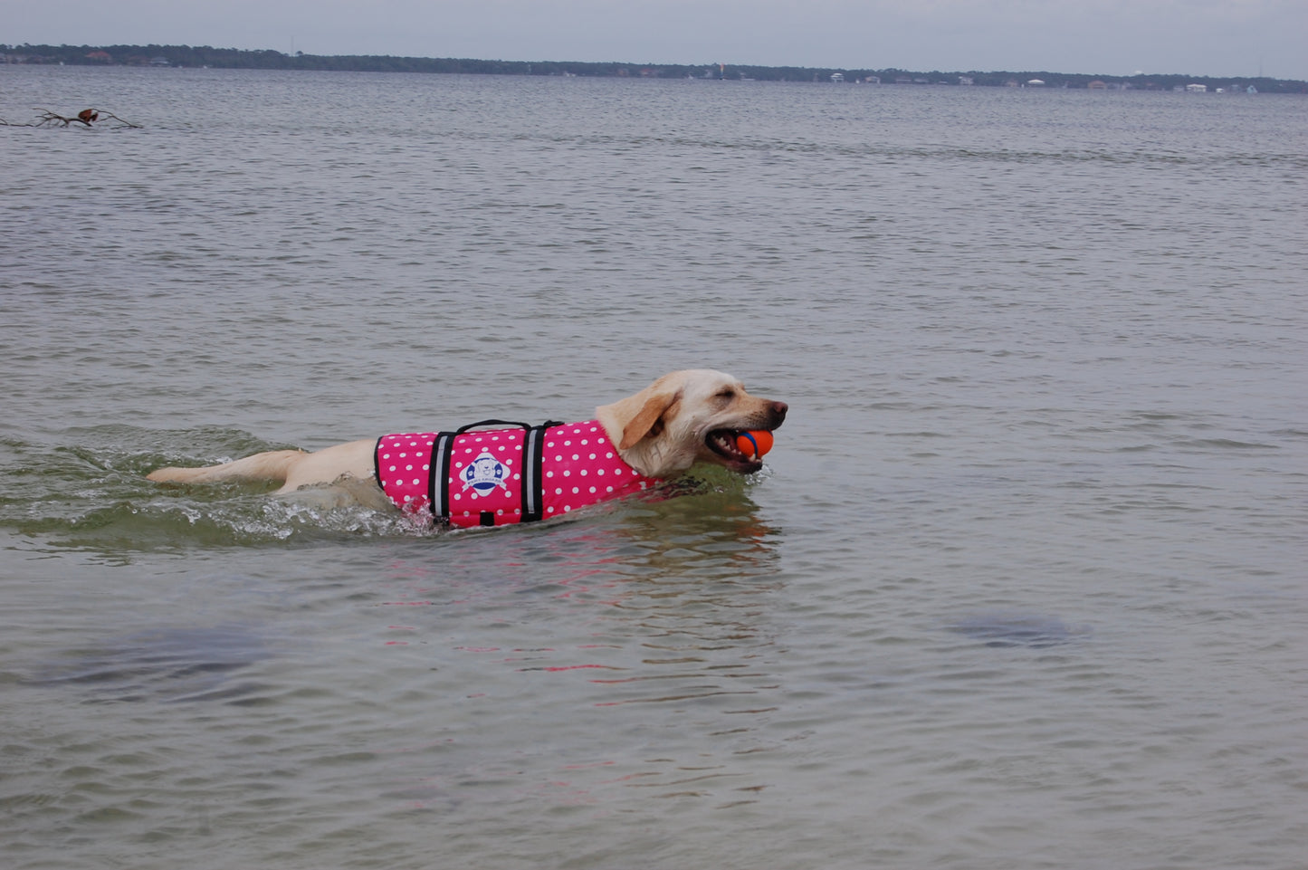 Golden lab swimming in large lake with ball in mouth. Dog wears a pink with while polka dot swimming vest by Paws Aboard.