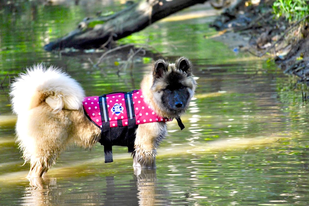 CLEARANCE Pink Polka Dot Dog Life Jacket