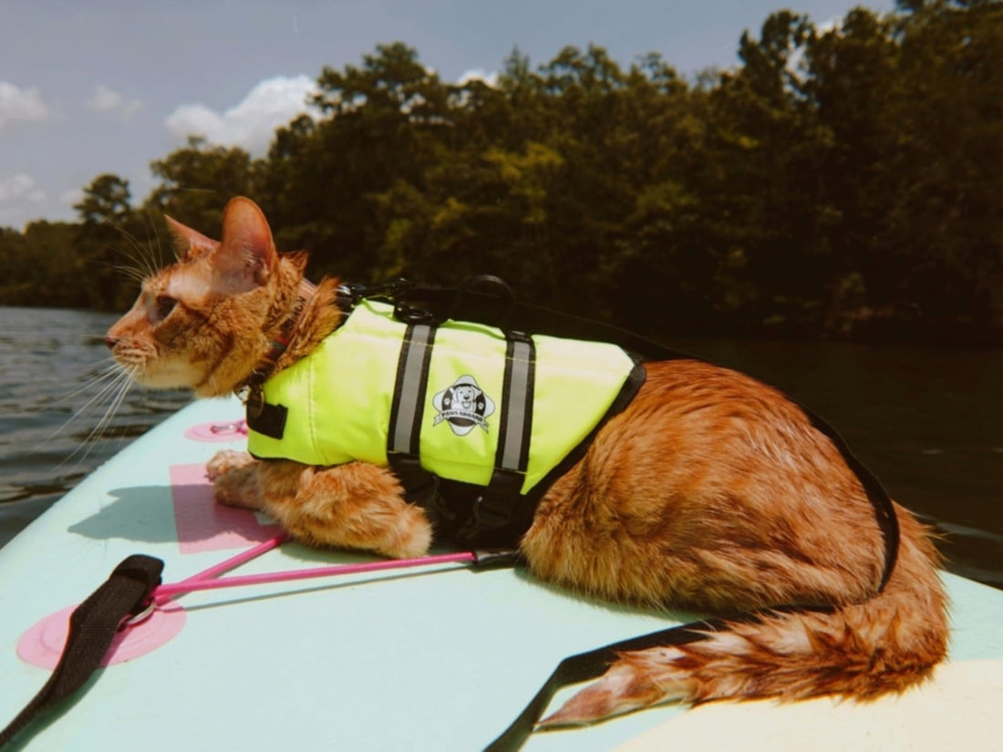 Feline Friendly
