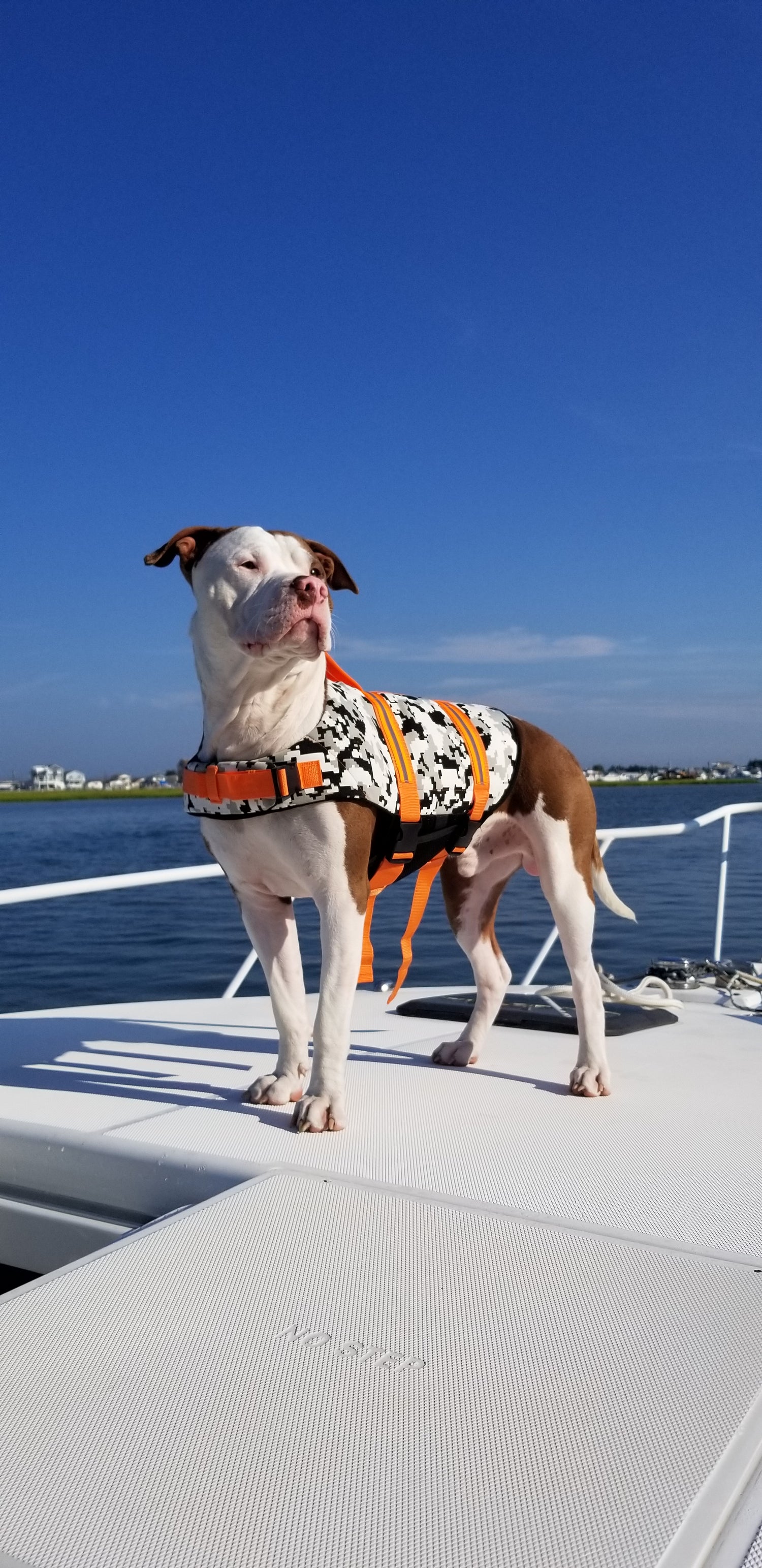 Elegant pit bull standing on white boat deck wearing an orange camouflage Paws Aboard dog life jacket with brilliant blue sky and coastline in distance behind.