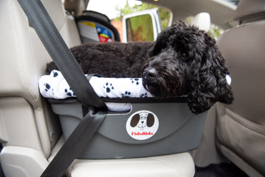 Paws Aboard