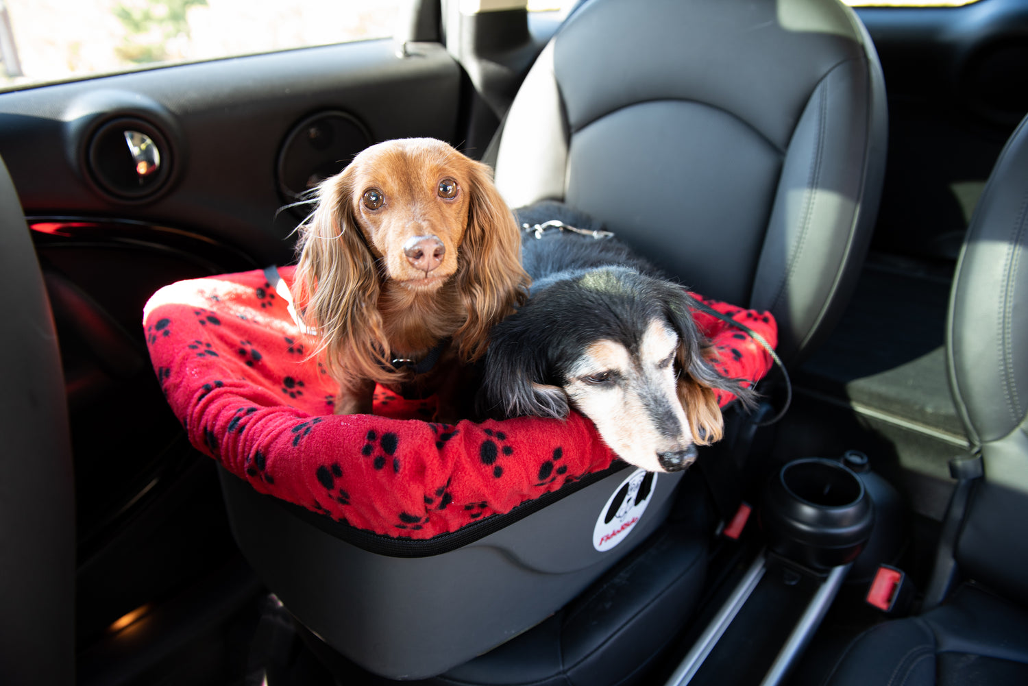 Two long haired dachshunds secured in one FidoRido dog car seat with a red fleece cover with black paw prints.  The black dog with tan face rests its head on the side of the seat while the reddish brown dog stands alert in the dog seat which is secured in the back seat of a car with black and grey interior.
