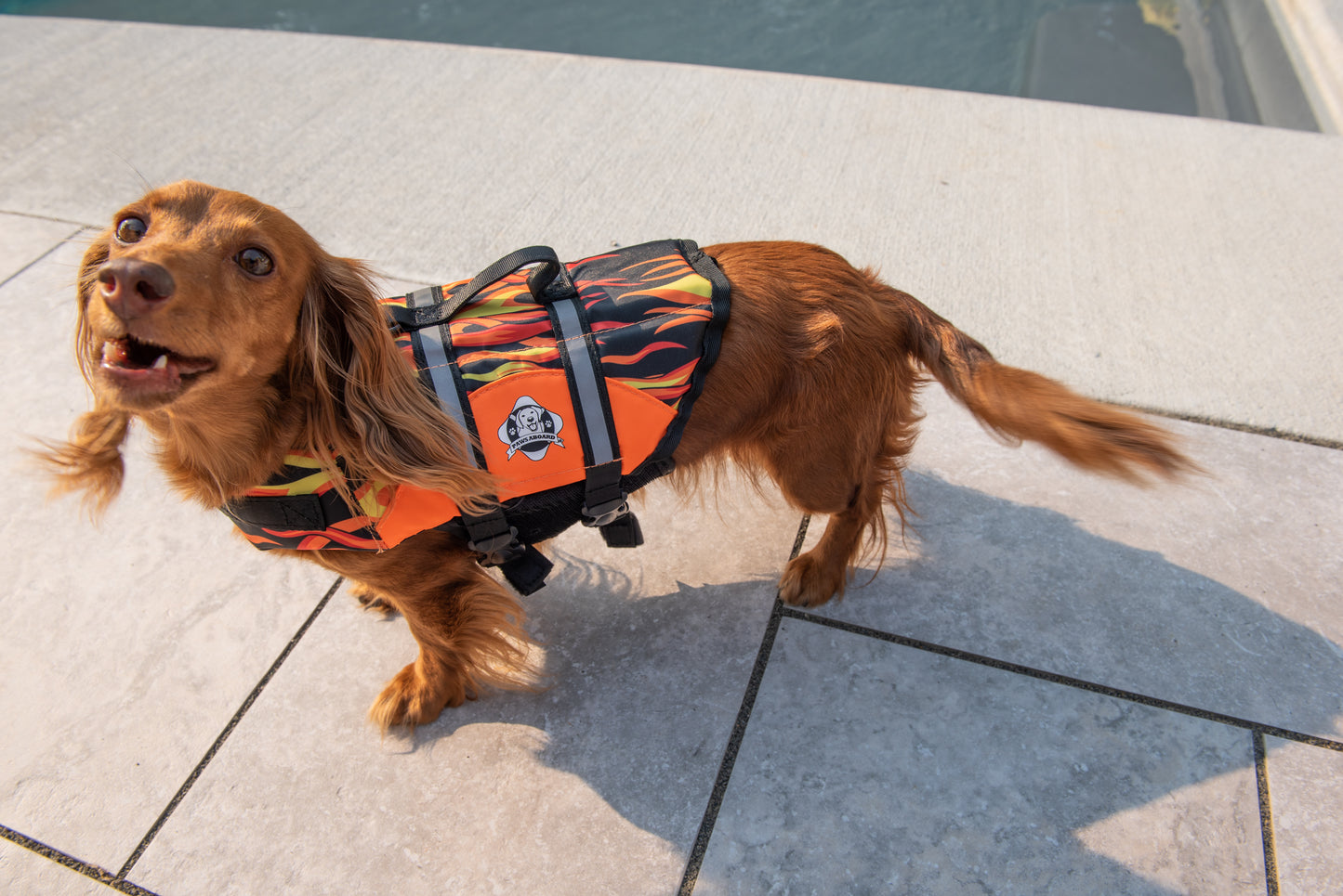 Long haired Dachshund near swimming pool while wearing a brightly colored Paws Aboard racing flames dog life jacket with breathable mesh underbelly, reflective straps for high visibility, leash clip, and a top handle. Featuring Paws Aboard logo.