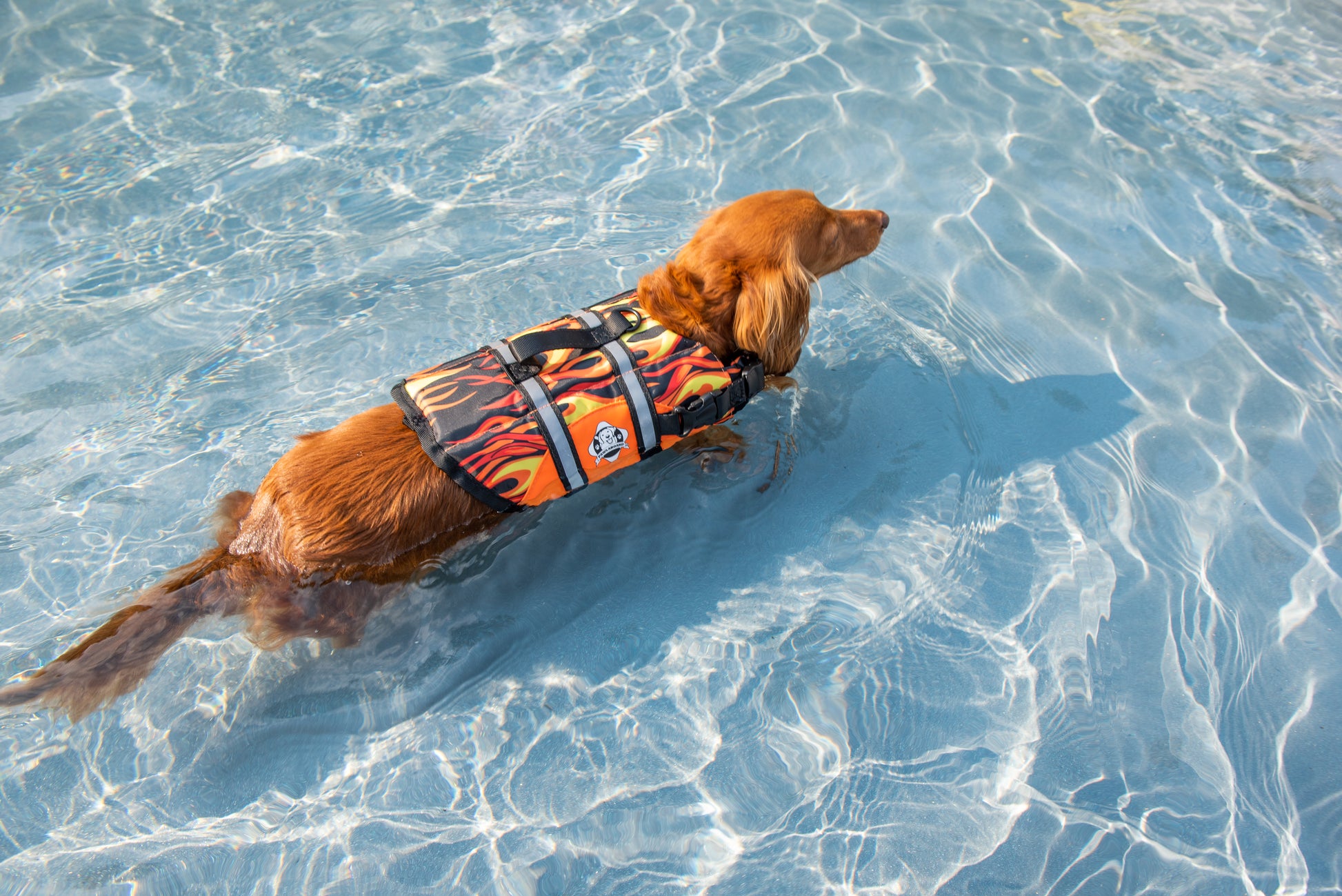 Long haired Dachshund swimming in swimming pool while wearing a brightly colored Paws Aboard racing flames dog life jacket with breathable mesh underbelly, reflective straps for high visibility, leash clip, and a top handle. Featuring Paws Aboard logo.