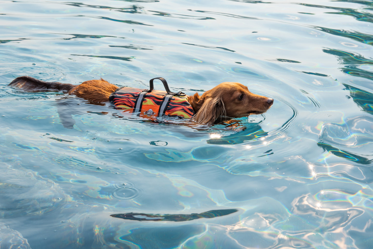 Long haired Dachshund swimming in swimming pool while wearing a brightly colored Paws Aboard racing flames dog life jacket with breathable mesh underbelly, reflective straps for high visibility, leash clip, and a top handle. Featuring Paws Aboard logo.