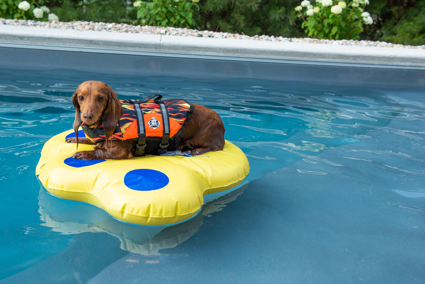 Long haired Dachshund wearing Paws Aboard racing flames dog life jacket on yellow paw print shaped dog float for pool.