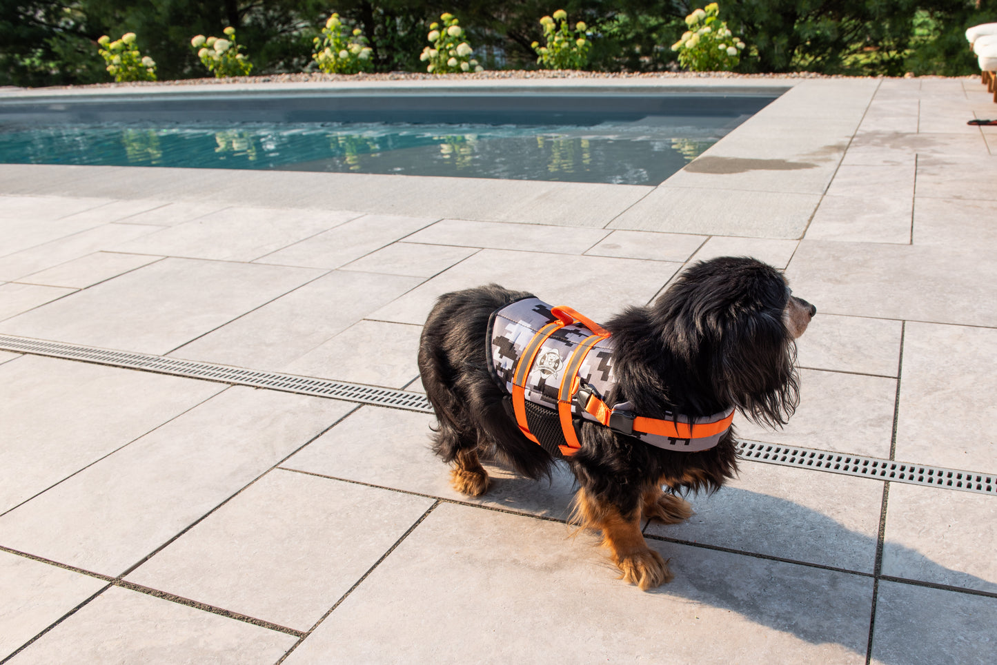 Black long-haired dachshund dog at edge of swimming pool wearing a black and grey digital camouflage dog life jacket with neon orange reflective straps and rescue handle. 
