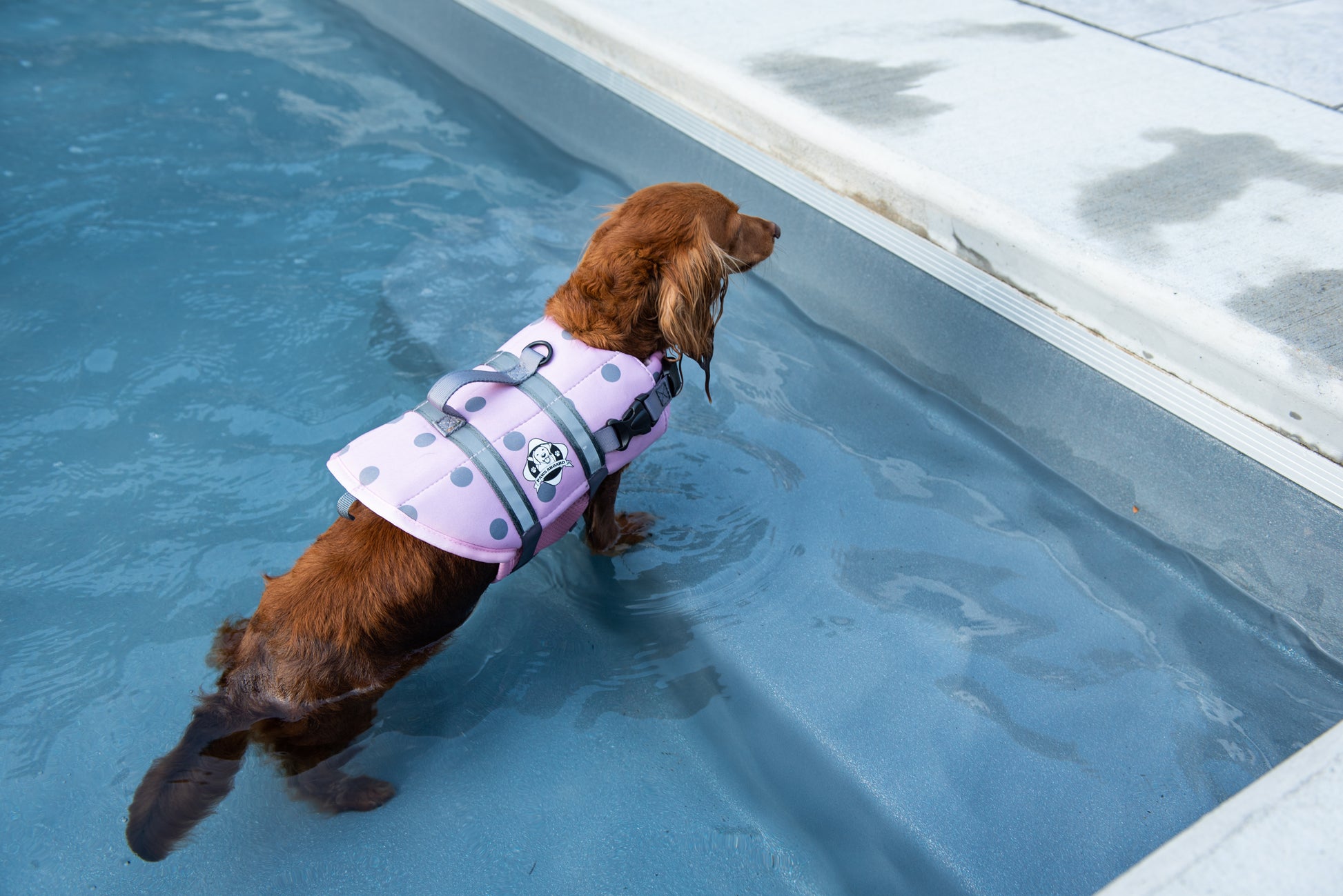 Long haired Dachshund standing in an in-ground swimming pool. The dog is wearing a soft pink with grey polka dot life jacket that has reflective straps and a top rescue handle.