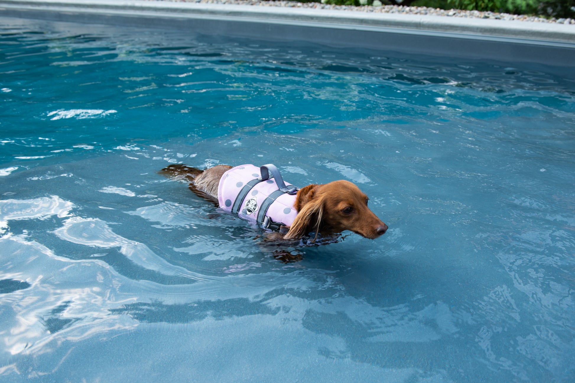 Long haired Dachshund dog swimming in a swimming pool wearing a soft pink with grey polka dot dog life jacket with breathable mesh underbelly, reflective straps for high visibility, leash clip, and a top handle. Featuring Paws Aboard logo.