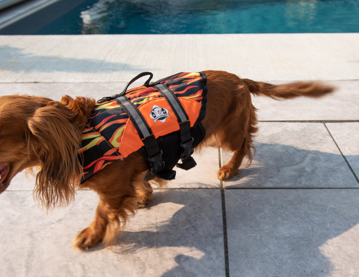 Long haired dachshund wearing Paws Aboard dog life jacket in Racing Flames pattern with reflective straps and top handle.  This active dog is walking on white porcelain tile near a near a swimming pool.