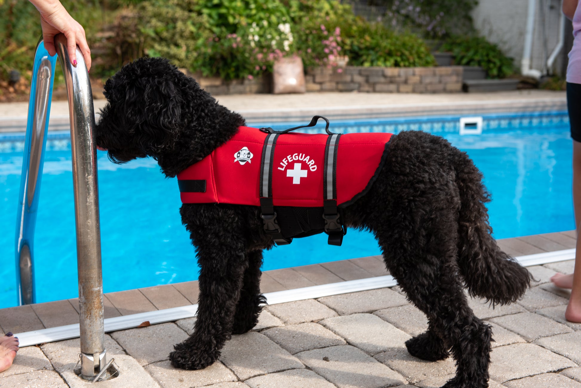 Black Labradoodle standing near swimming pool wearing a medium sized red lifeguard neoprene life vest for dogs. The Paws Aboard brand life jacket from Fido Pet Products features a lifeguard logo, reflective strips, rescue handle, and leash clip. 