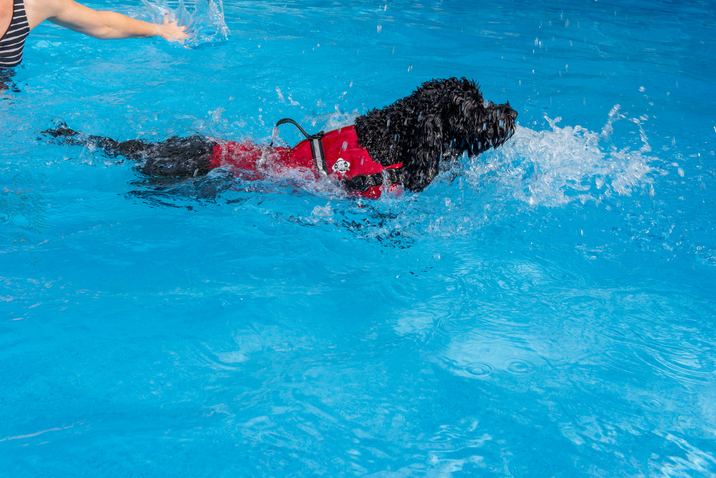 Black Labradoodle swimming in pool wearing a medium sized red lifeguard neoprene life vest for dogs. The Paws Aboard brand life jacket from Fido Pet Products features a lifeguard logo, reflective strips, rescue handle, and leash clip. 