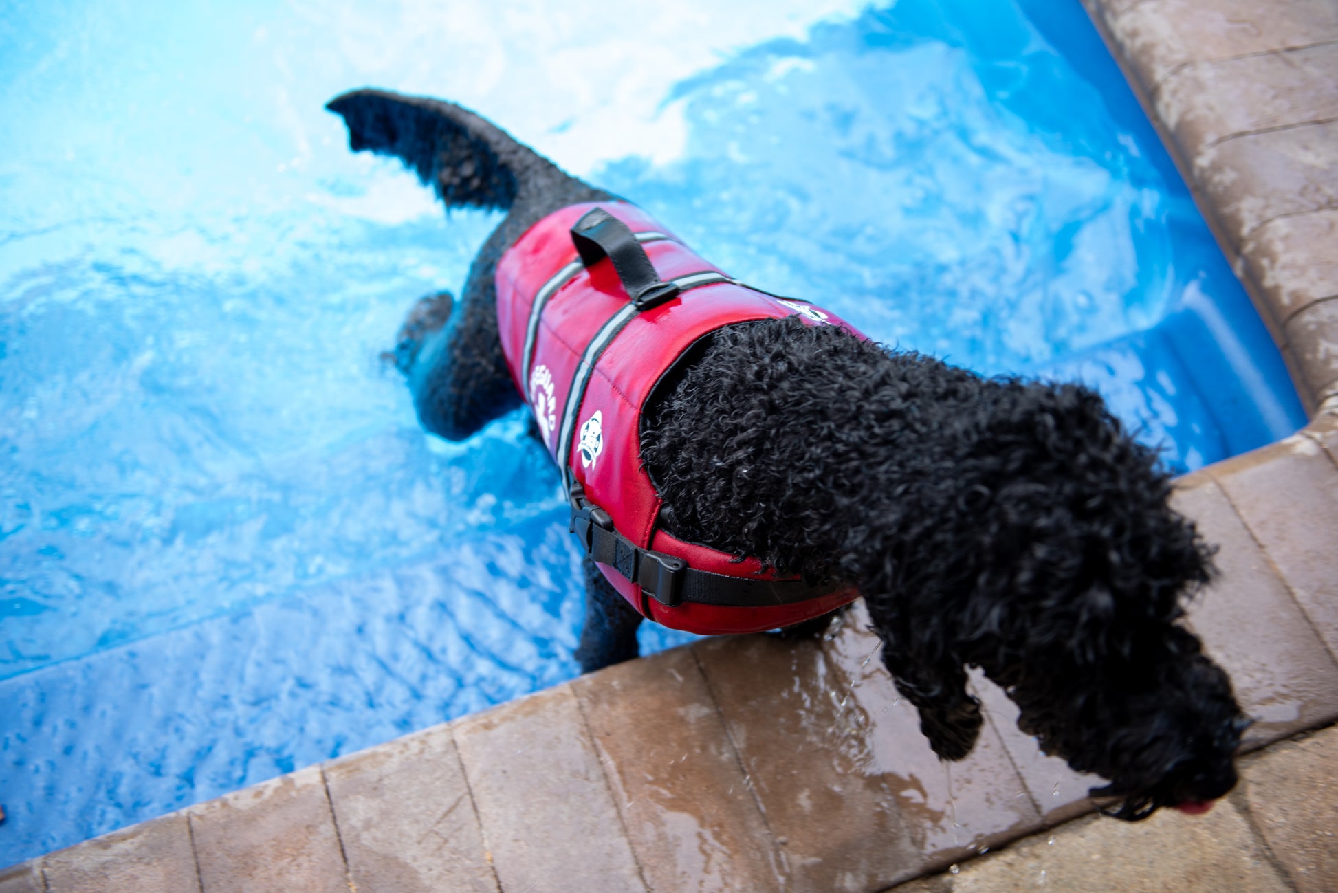 Black Labradoodle exiting swimming in pool wearing a medium sized red lifeguard neoprene life vest for dogs. The Paws Aboard brand life jacket from Fido Pet Products features a lifeguard logo, reflective strips, rescue handle, and leash clip. 