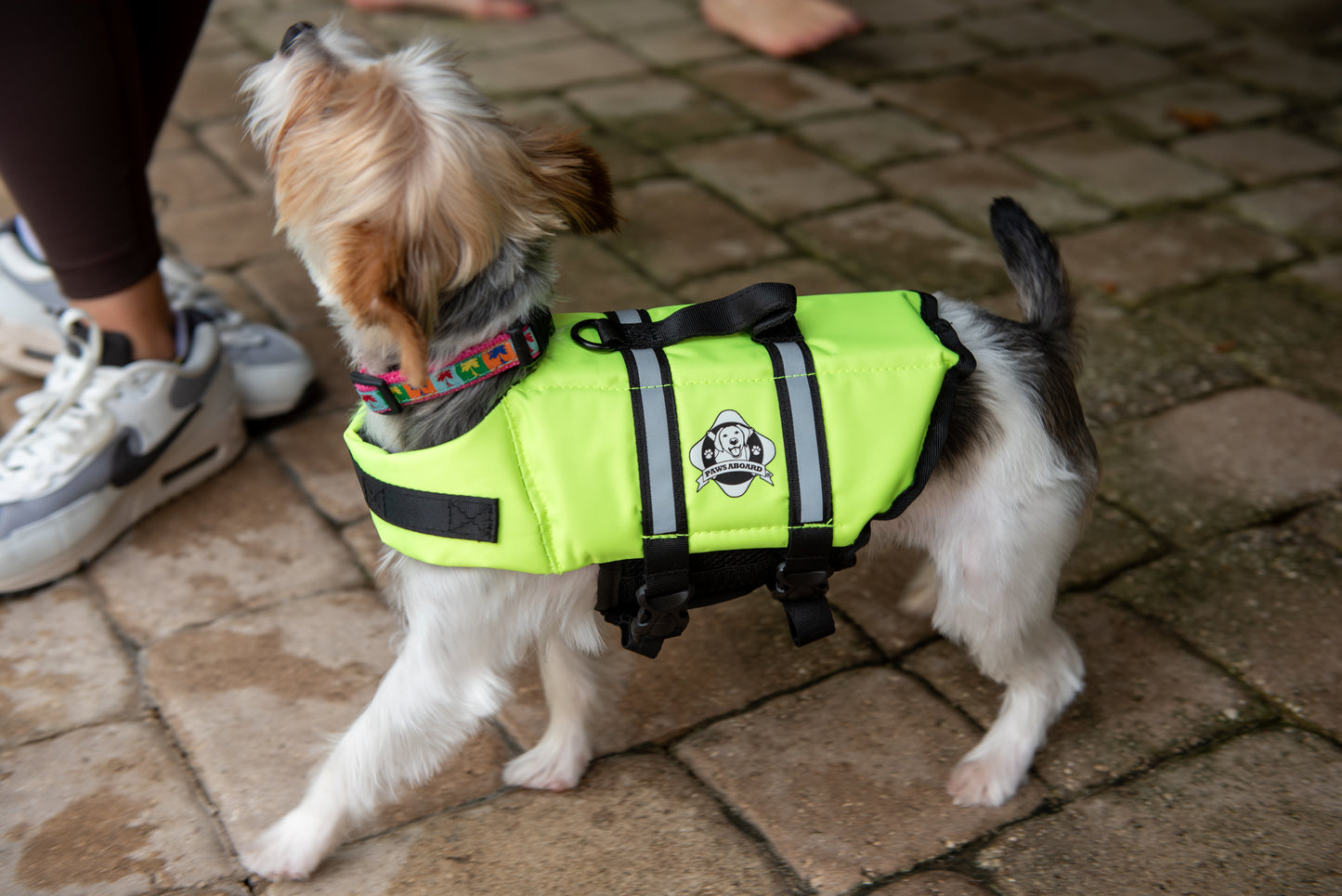 Little Yorkie dog at swimming pool's edge wearing a Safety yellow dog life jacket with breathable mesh underbelly, reflective straps for high visibility, leash clip, and a top handle. Featuring Paws Aboard logo.