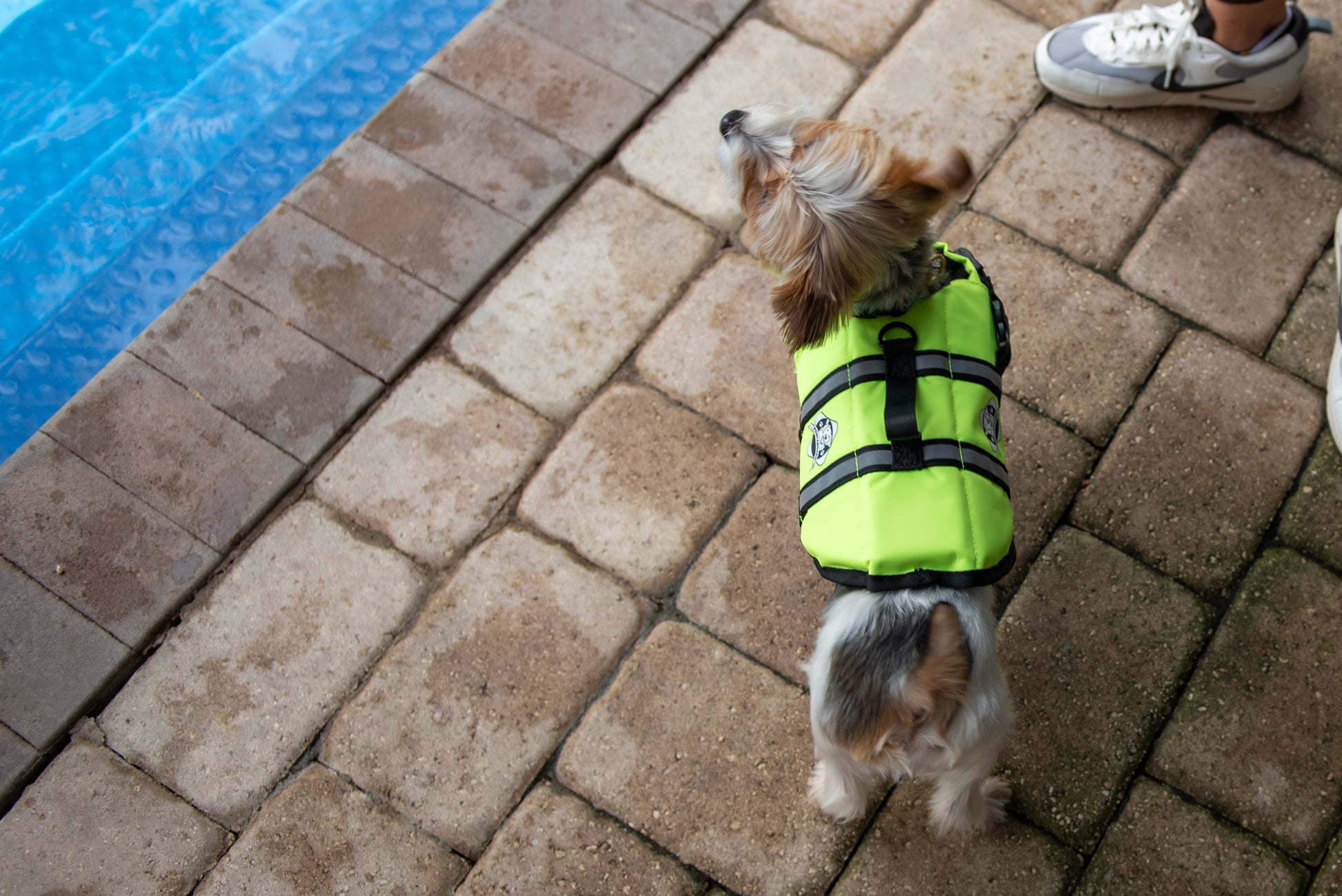 Little Yorkie dog at swimming pool's edge wearing a Safety yellow dog life jacket with breathable mesh underbelly, reflective straps for high visibility, leash clip, and a top handle. Featuring Paws Aboard logo.