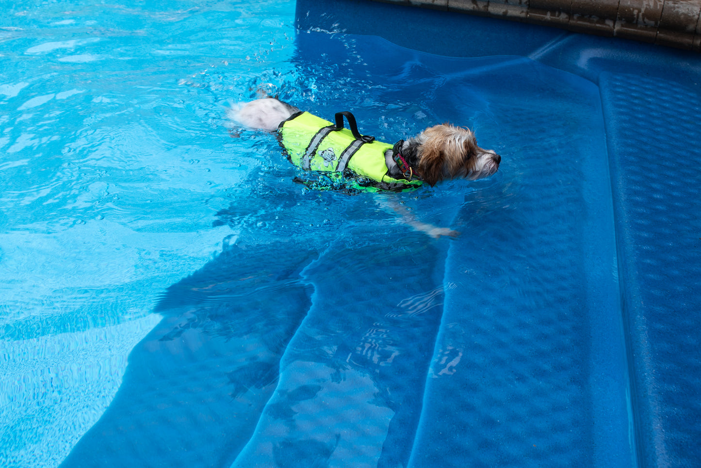 Little Yorkie swimming in pool wearing a Safety yellow dog life jacket with breathable mesh underbelly, reflective straps for high visibility, leash clip, and a top handle. Featuring Paws Aboard logo.