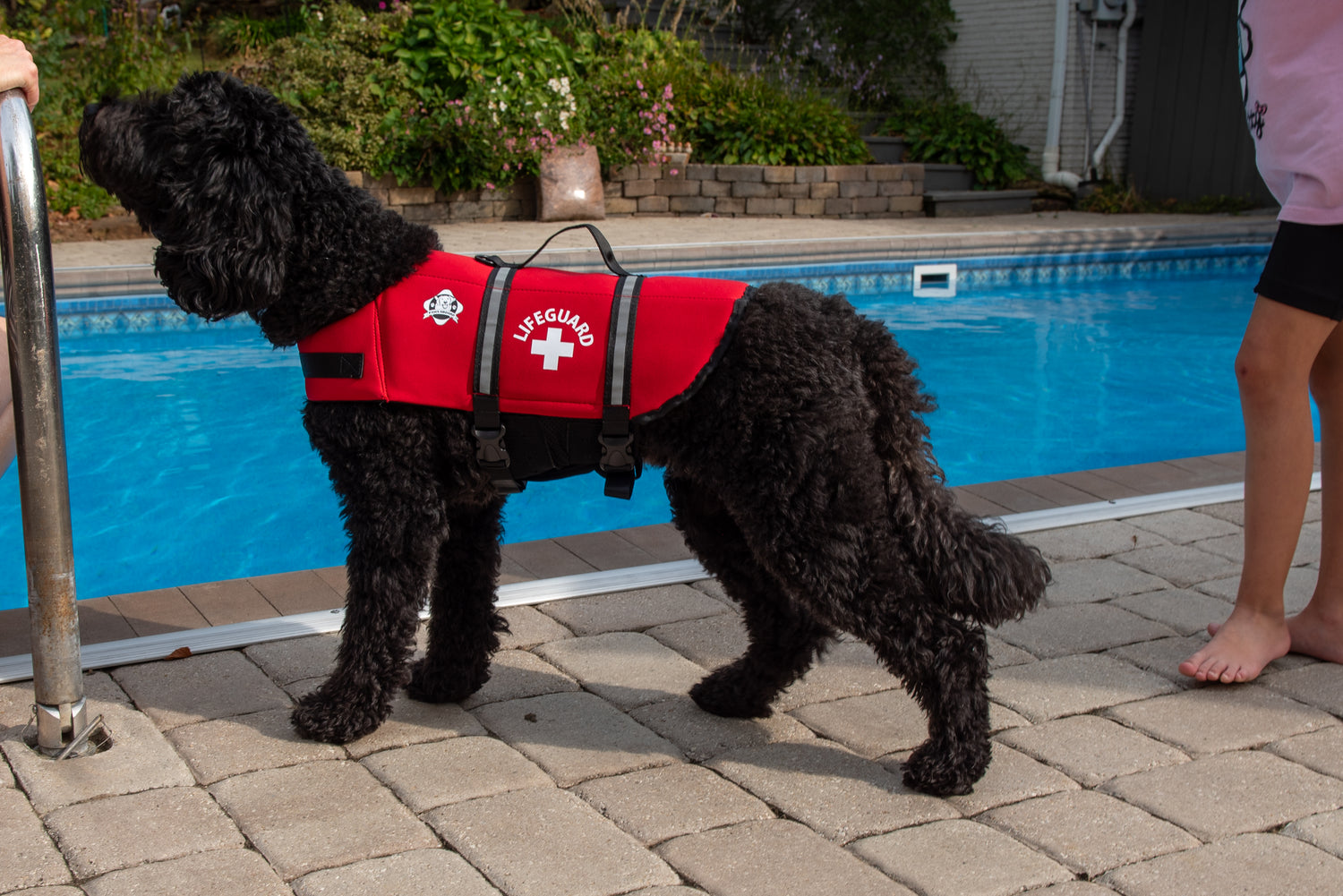 Black Labradoodle wearing a bright red Lifeguard dog life jackets by Paws Aboard from Fido Pet Products standing near the edge of an in-ground backyard swimming pool with a child on the right side of the image.  Terraced garden in the background.