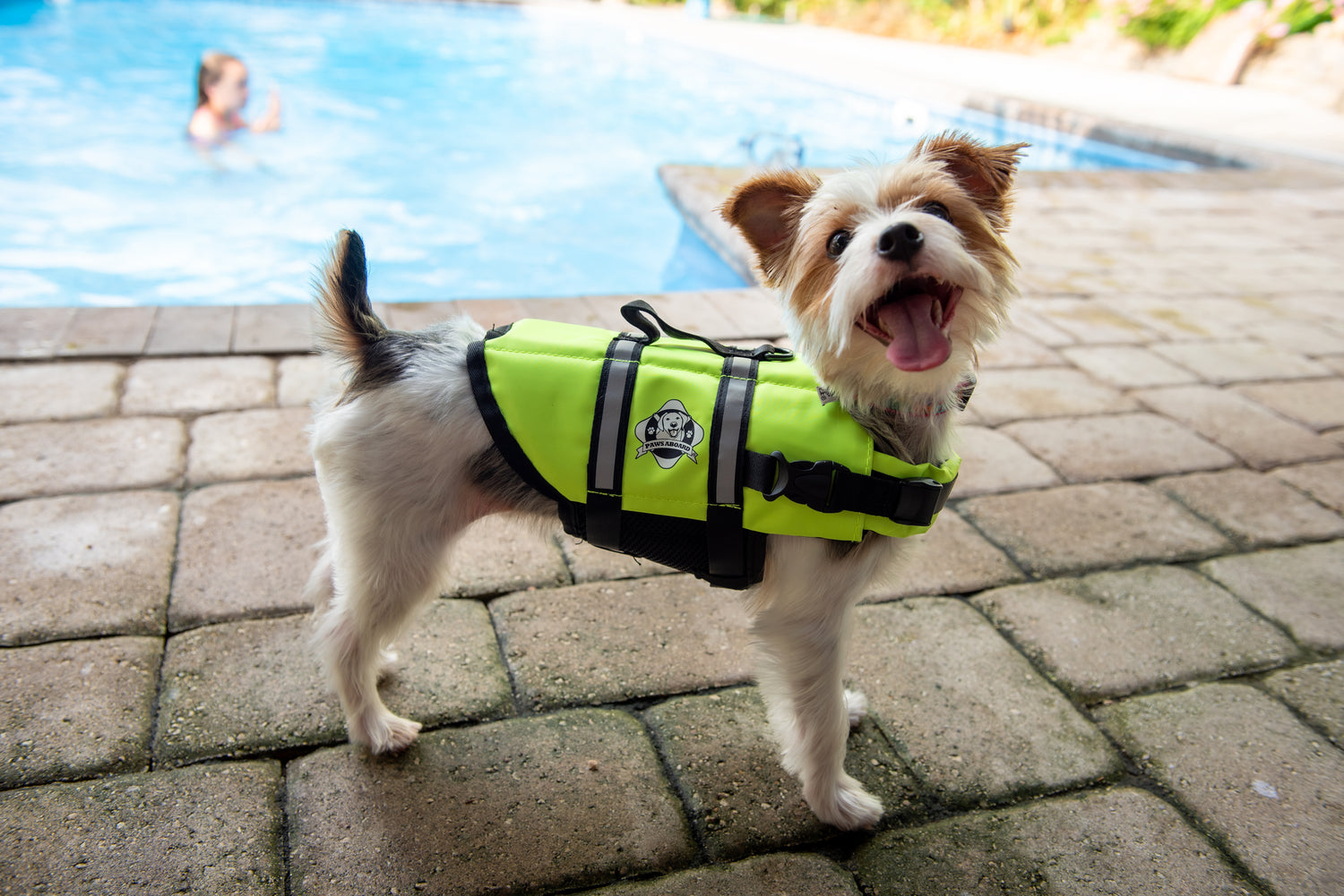Bright-eyed Yorkie dog poolside wearing a high visibility yellow Paws Aboard dog life jacket.