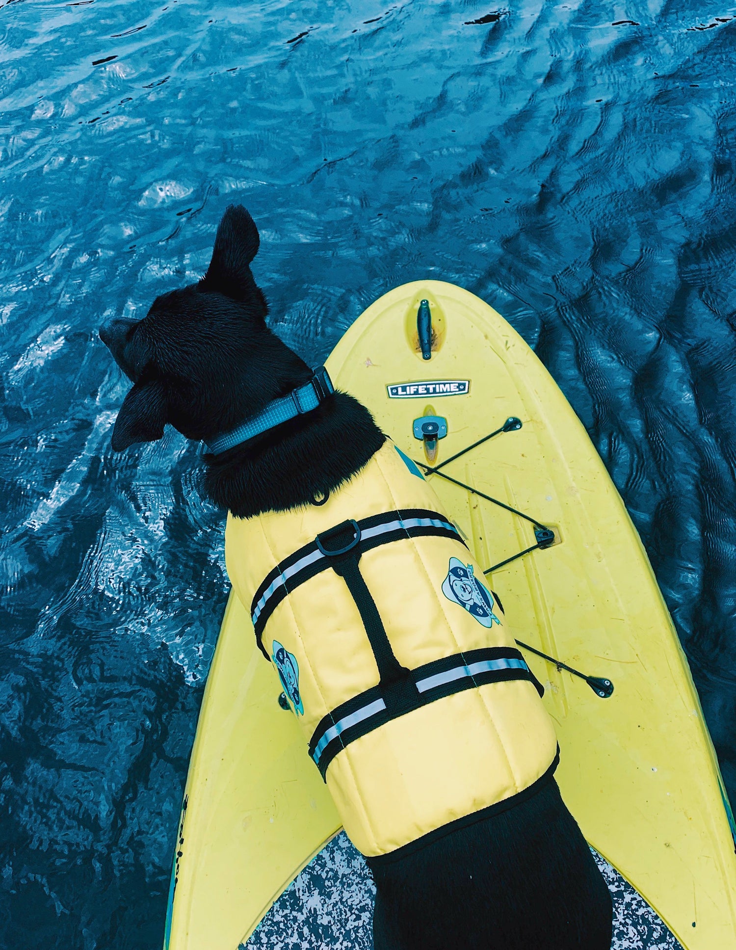 Black lab dog wearing a neon yellow Paws Aboard life jacket standing on a bright yellow paddle board in deep blue waters.