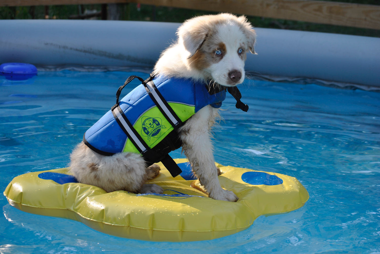 Australian Shepherd puppy in Paws Aboard dog life jacket on one of Fido Pet Products yellow and blue dog pool floats in swimming pool with pretty blue water.