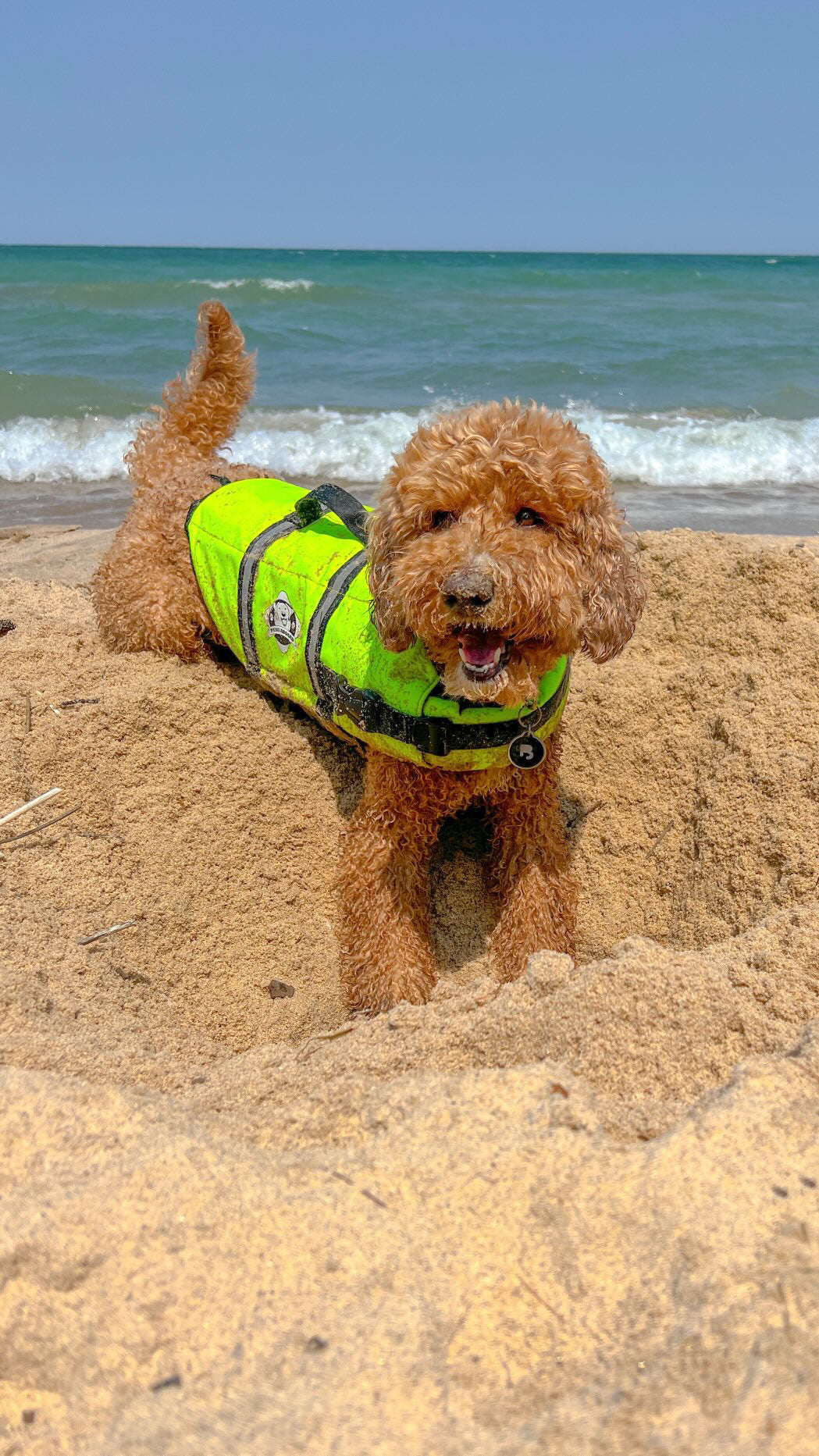 A sandy Golden Doodle wearing a safety high visibility dog life jacket on a sand dune near a large open body of water with a wave rolling in under a clear blue sky. 