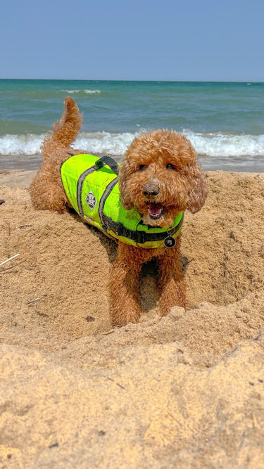 Paws Aboard
