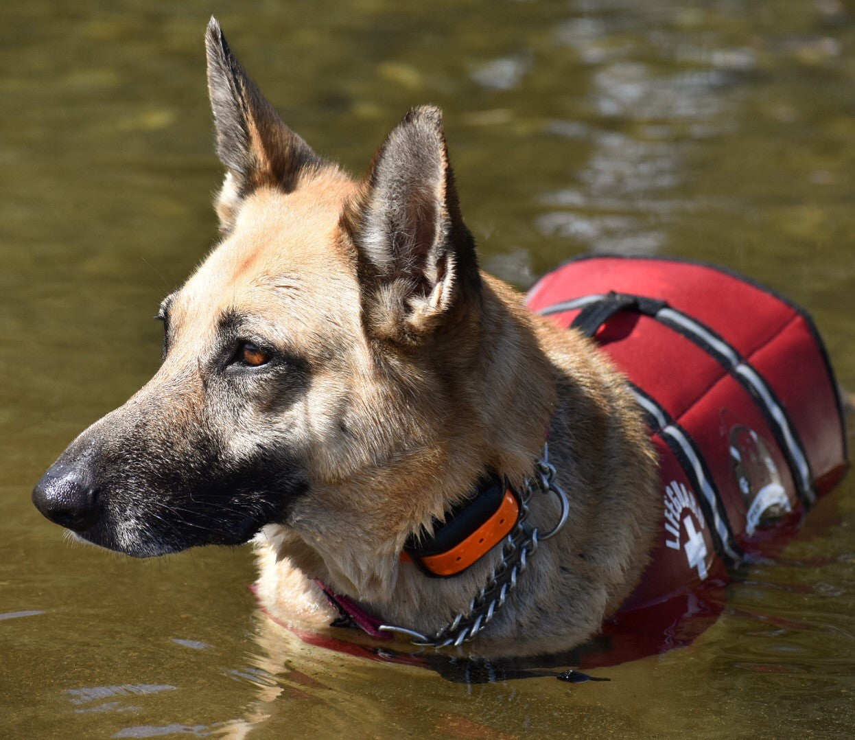 German shepherd dog wearing a Paws Aboard dog life jacket in red neoprene with lifeguard graphic, reflective straps, and top handle.  Dog is looking to left, ears perked, and  is standing in calm lake,