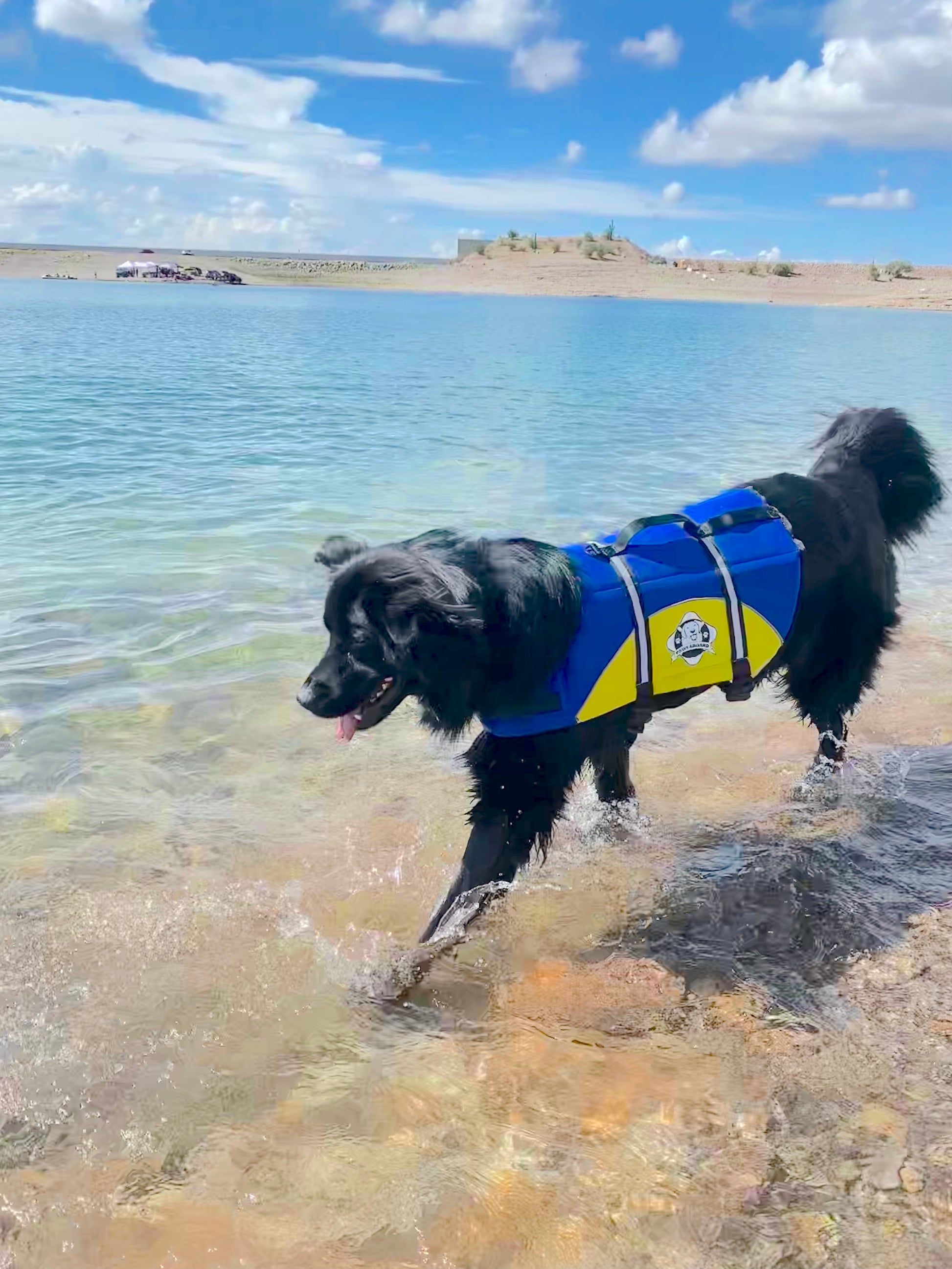 Black dog at water's edge wearing a blue and yellow dog life jacket with breathable mesh underbelly, reflective straps for high visibility, leash clip, and a top handle. Featuring Paws Aboard logo.