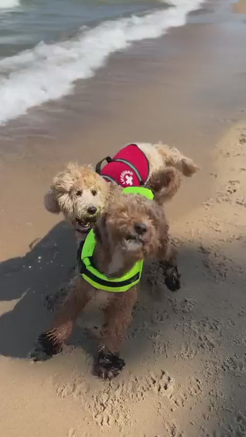 Video of two golden doodle dogs playing on white sandy beach.  One is wearing a Paws Aboard neon yellow dog life jacket and the other is wearing a red life guard dog life jacket.  Each jacket has reflective straps and a top rescue handle.