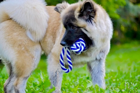 Akita breed dog with black face standing in green grassy field holds blue and white monkey fist rope toy in mouth ready to play fetch.